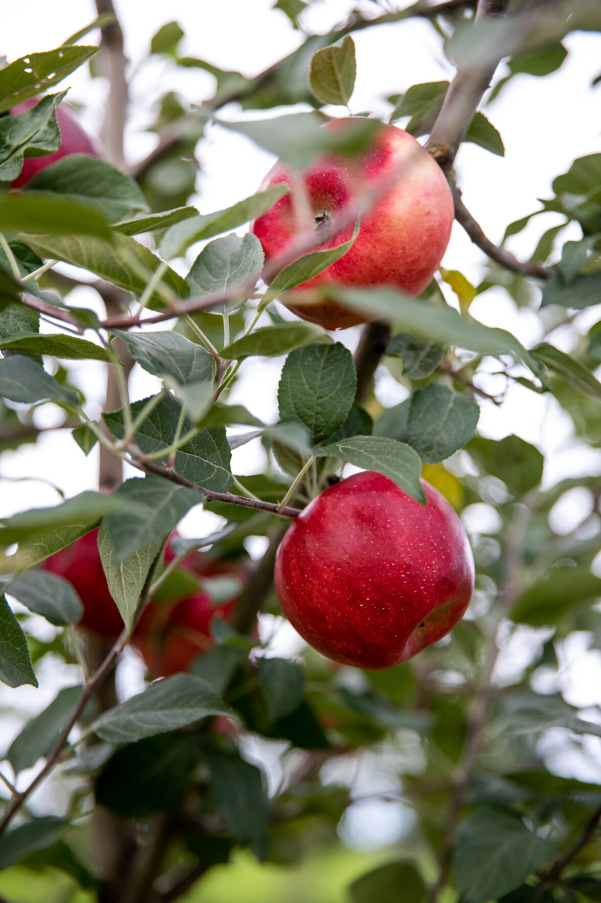 Many growers still seeing fruitful harvest